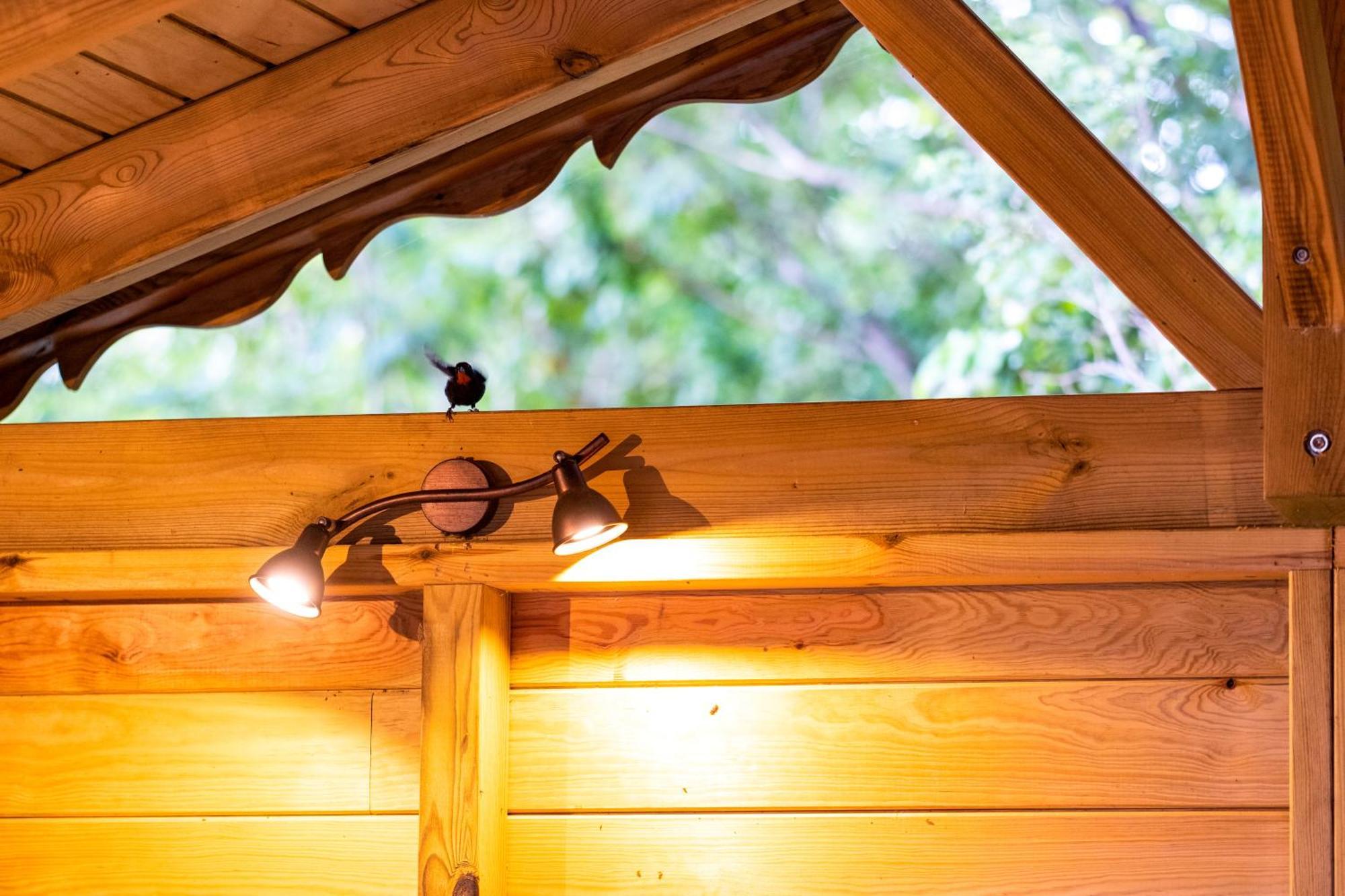 Au Jardin Des Colibris Ecolodge&Spa Deshaies Esterno foto