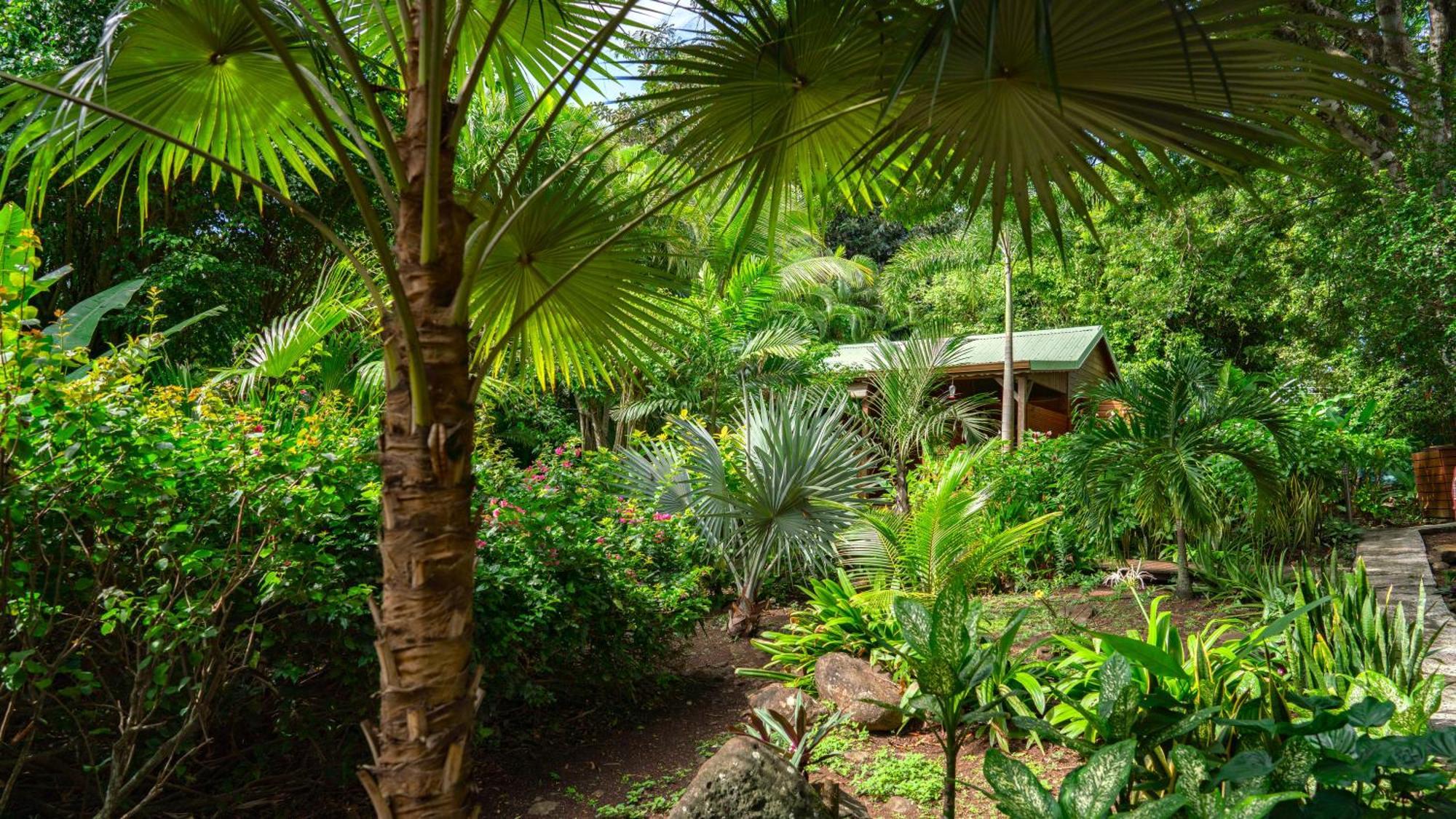 Au Jardin Des Colibris Ecolodge&Spa Deshaies Esterno foto